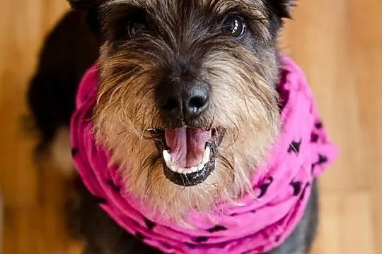 Inteligentny Pepe, przepiękny mix SZNAUCER adopcja