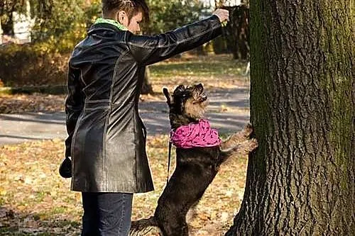 Inteligentny Pepe, przepiękny mix SZNAUCER adopcja