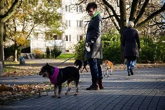 Inteligentny Pepe, przepiękny mix SZNAUCER adopcja
