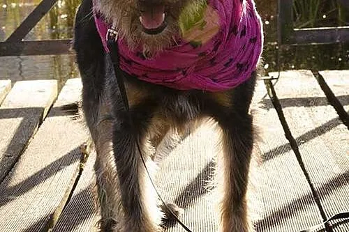 Inteligentny Pepe, przepiękny mix SZNAUCER adopcja
