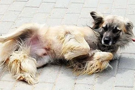 SZAFRAN wyjątkowy piesek! piękny, delikatny, zalen