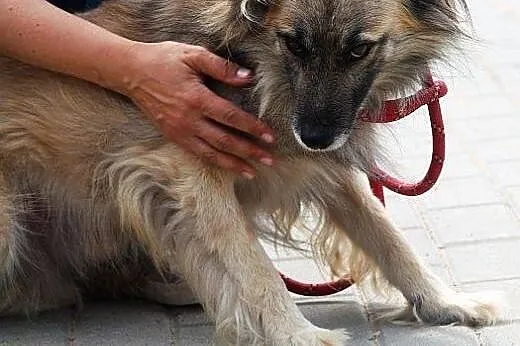 SZAFRAN wyjątkowy piesek! piękny, delikatny, zalen
