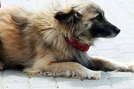 SZAFRAN wyjątkowy piesek! piękny, delikatny, zalen