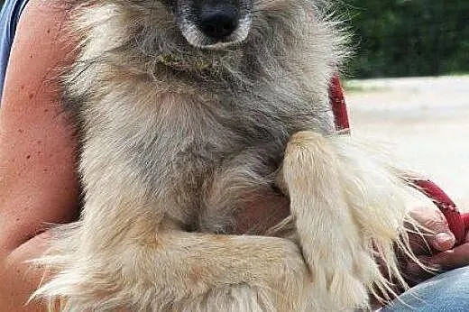 SZAFRAN wyjątkowy piesek! piękny, delikatny, zalen