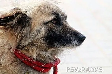 SZAFRAN wyjątkowy piesek! piękny, delikatny, zalen