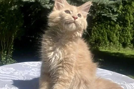 Maine Coon - kocurek Jamal !