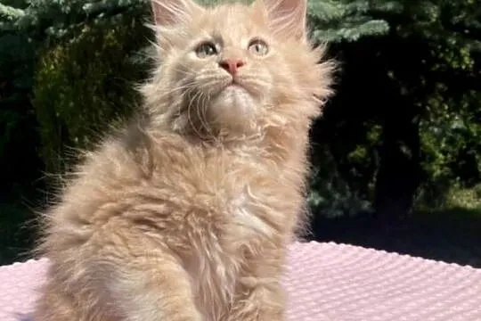 Maine Coon - kocurek Jamal !, Dolnośląskie, Wińsko
