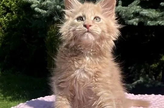 Maine Coon - kocurek Jamal !, Dolnośląskie, Wińsko