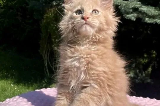 Maine Coon - kocurek Jamal !, Dolnośląskie, Wińsko