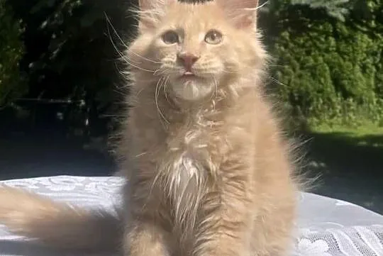 Maine Coon - kocurek Jamal !, Dolnośląskie, Wińsko