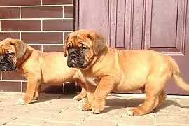 Dogue de Bordeaux Mastif Dog - szczenięta rodowodo, Iwonicz-Zdrój