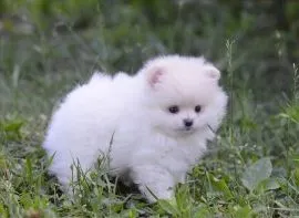 piękne szczeniaki rasy pomeranian szukają kochających domów.