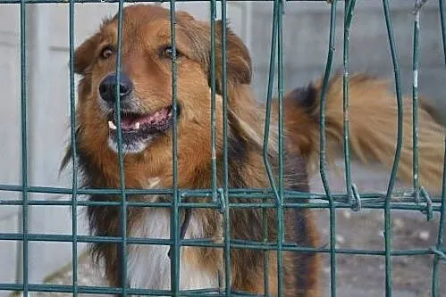 Misio - śliczny rudy pies lisek do adopcji,  śląsk, Częstochowa