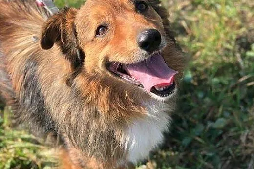 Misio - śliczny rudy pies lisek do adopcji,  śląsk, Częstochowa