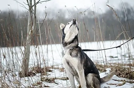 SYBIR- husky- kto przygarnie starszego psa z choro, Tychy