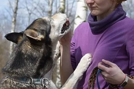 SYBIR- husky- kto przygarnie starszego psa z choro, Tychy