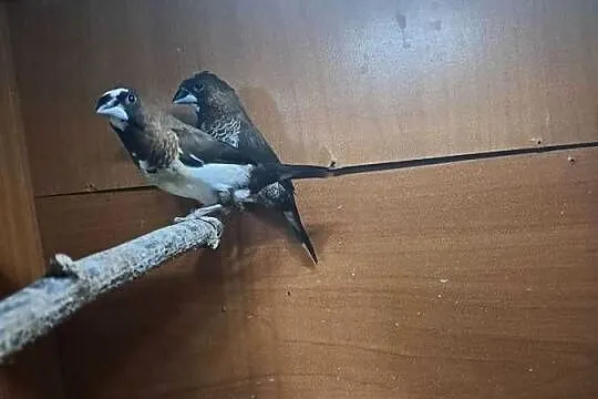 Mewka japońska samica