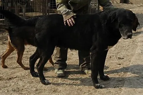 Reno do adopcji ,  lubelskie Świdnik