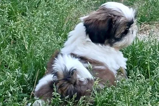 Shih tzu suczka FCi