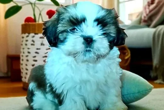 Shih tzu suczka FCi, Dolnośląskie, Wałbrzych