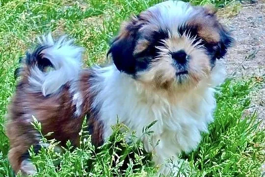 Shih tzu suczka FCi, Dolnośląskie, Wałbrzych
