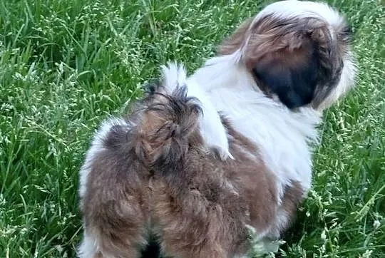Shih tzu suczka FCi, Dolnośląskie, Wałbrzych