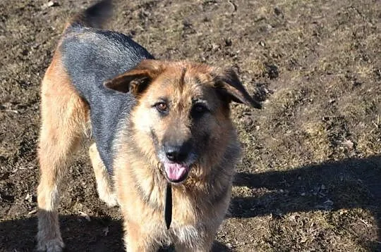 Cudowna Prada, niezwykle przyjazna i pełna życia suczka adopcja