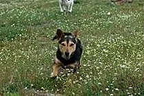 Amorek mini pies do adopcji,  mazowieckie Warszawa