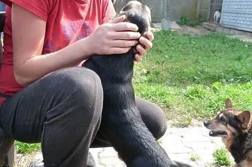 Amorek mini pies do adopcji,  mazowieckie Warszawa
