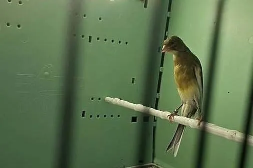 Kanarki fiorino i Garbusy, Wielkopolskie, Środa Wielkopolska
