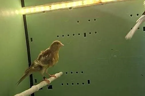 Kanarki fiorino i Garbusy, Wielkopolskie, Środa Wielkopolska