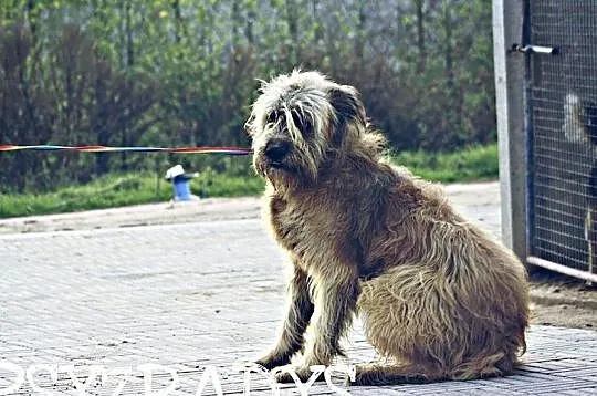 Roki - cudowny pies w typie briarda do adopcji