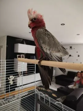 ???? Kakadu różowe – samica szuka kochającego domu ???? Mam do sprzedania samice kakadu różowego,, , Żory
