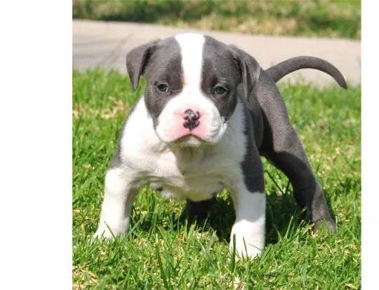 Sprzedam szczenięta rasy pitbull terrier, bardzo zdrowe, z pełną dokumentacją.********, , Warsaw