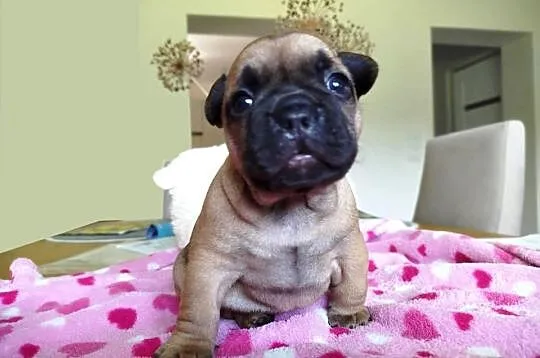 Buldog francuski samiec beżowy szczeniak