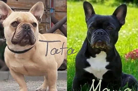 Buldog francuski samiec beżowy szczeniak, Śląskie, Bielsko-Biała