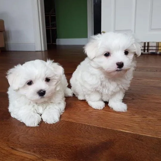 Zdrowe maltańczyki Teacup do adopcji................................