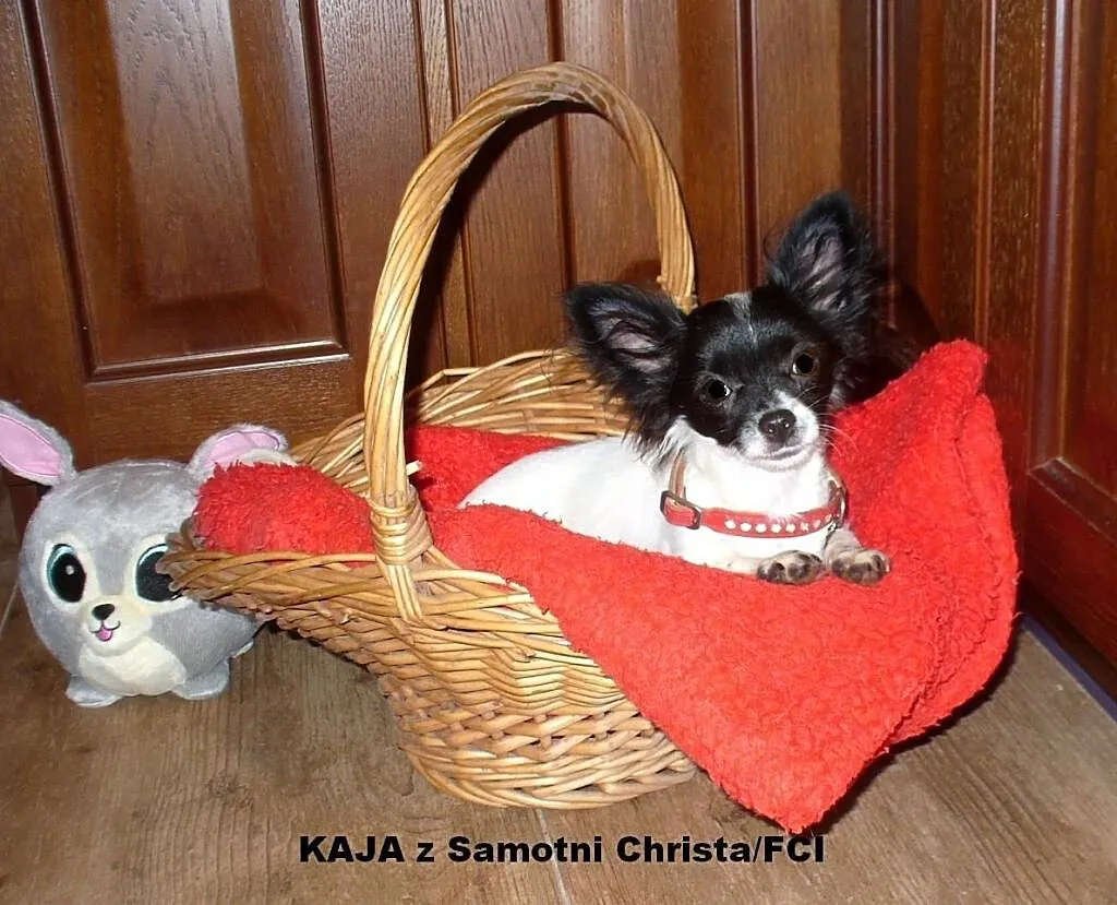 CHIHUAHUA DŁUGOWŁOSA-rodowZKwP/FCI po Ch -maleńka sunia !, Mazowieckie, Piastów