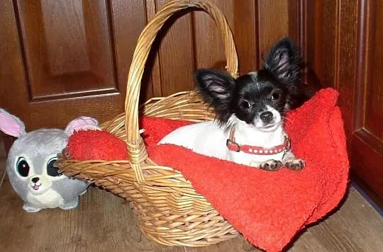 CHIHUAHUA DŁUGOWŁOSA-rodowZKwP/FCI po Ch -maleńka sunia !, Mazowieckie, Piastów
