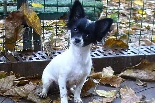 CHIHUAHUA DŁUGOWŁOSA-rodowZKwP/FCI po Ch -maleńka sunia !, Mazowieckie, Piastów