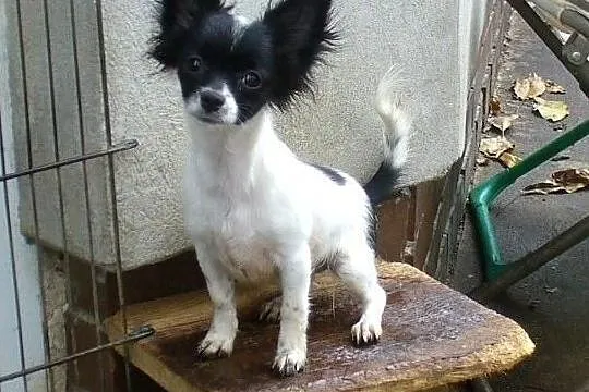 CHIHUAHUA DŁUGOWŁOSA-rodowZKwP/FCI po Ch -maleńka sunia !, Mazowieckie, Piastów