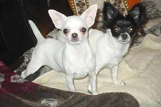 CHIHUAHUA DŁUGOWŁOSA-rodowZKwP/FCI po Ch -maleńka sunia !, Mazowieckie, Piastów