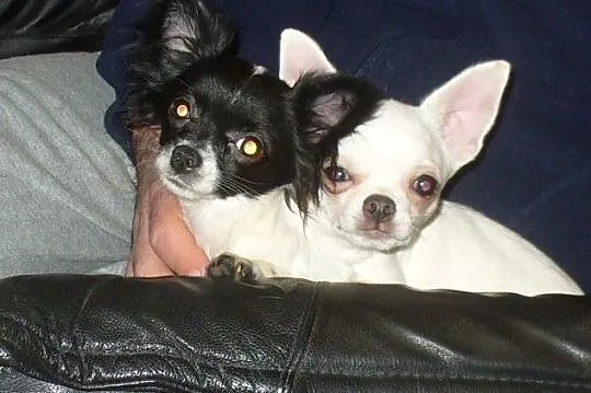CHIHUAHUA DŁUGOWŁOSA-rodowZKwP/FCI po Ch -maleńka sunia !, Mazowieckie, Piastów