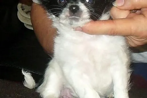 CHIHUAHUA DŁUGOWŁOSA-rodowZKwP/FCI po Ch -maleńka sunia !, Mazowieckie, Piastów