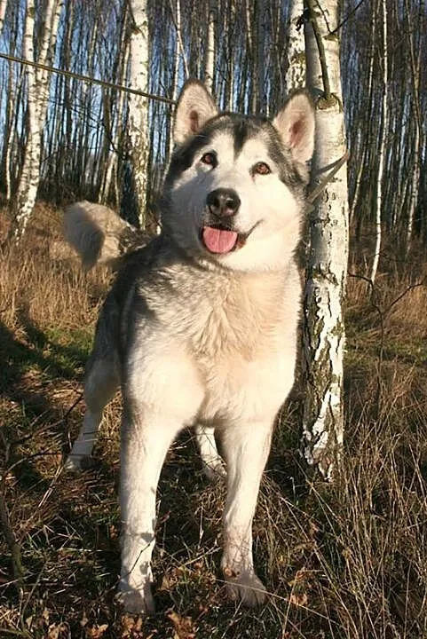 Basia wesoła, łagodna suczka alaskan malamute ADOP