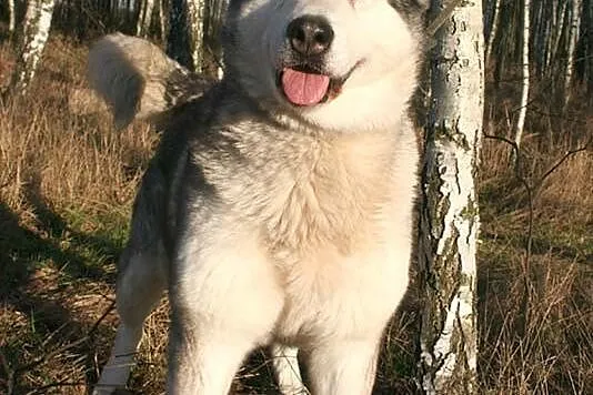 Basia wesoła, łagodna suczka alaskan malamute ADOP