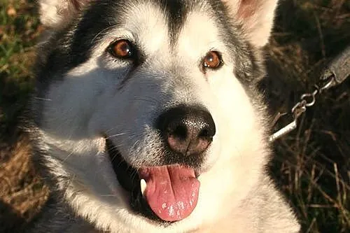 Basia wesoła, łagodna suczka alaskan malamute ADOP