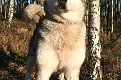 Basia wesoła, łagodna suczka alaskan malamute ADOP