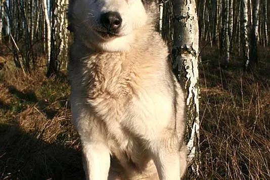 Basia wesoła, łagodna suczka alaskan malamute ADOP