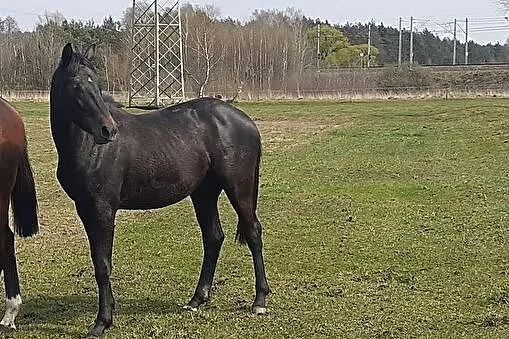 Ogierek 2 letni Deutsche Sport Pferde, Jejkowice